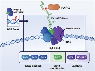 DNA Damage, an Innocent Bystander in Atrial Fibrillation and Other Cardiovascular Diseases?